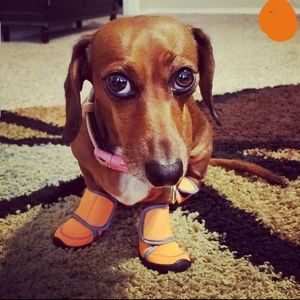 DOG XS WALKING SHOES ORANGE